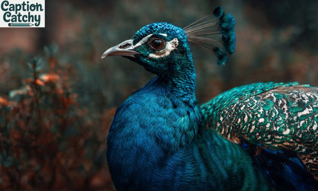 Nature-Inspired Peacock Captions
