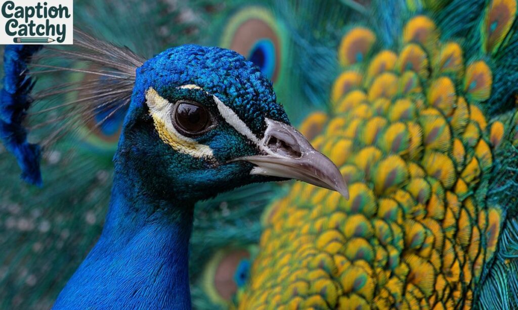 Short Peacock Captions For Instagram
